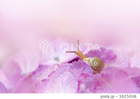 紫陽花とカタツムリ 5025036