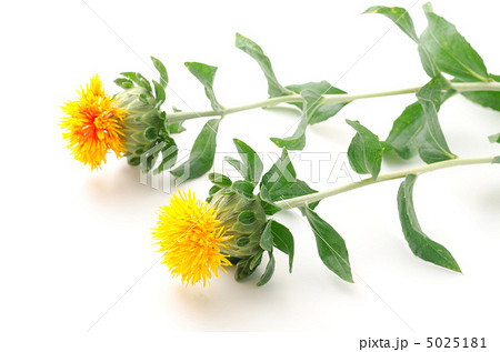 横向きの2本のベニバナの花 横向きの2本のベニバナの花 5025181