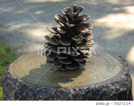 まつぼっくり 5025214