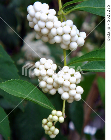 シロシキブ（白式部） 5025225