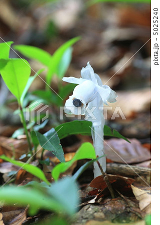 ギンリョウソウ 5025240