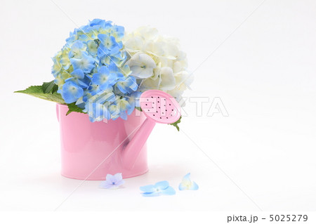 アジサイの花言葉は移り気 5025279