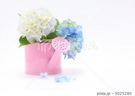 アジサイの花言葉は移り気 5025280