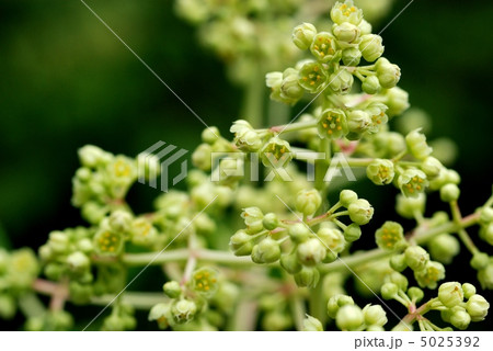 ゴンズイ 5025392