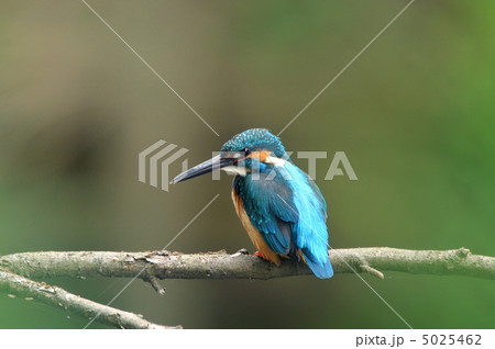 止まり木のカワセミ 止まり木のカワセミ 5025462