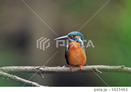 止まり木のカワセミ 止まり木のカワセミ 5025463