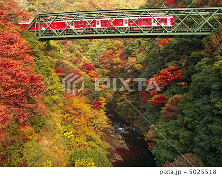 紅葉の渓谷と登山鉄道 紅葉の渓谷と登山鉄道 5025518
