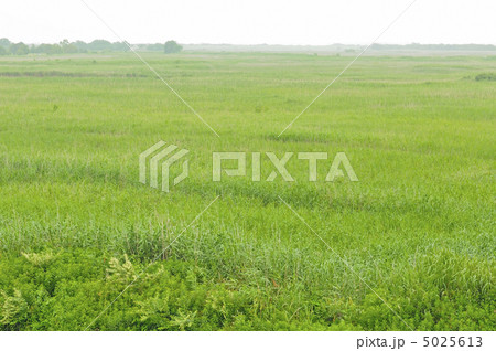 渡良瀬遊水地 5025613