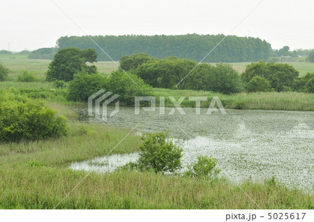 渡良瀬遊水地 5025617