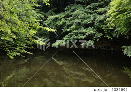清水寺、新緑と池 清水寺、新緑と池 5025695