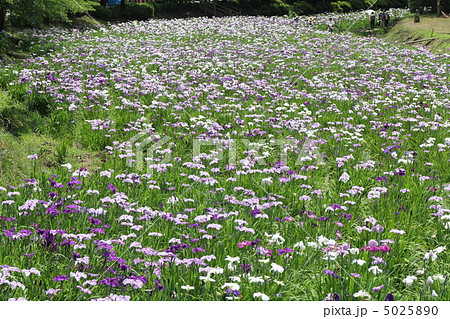 赤堀花しょうぶ園 赤堀花しょうぶ園 5025890