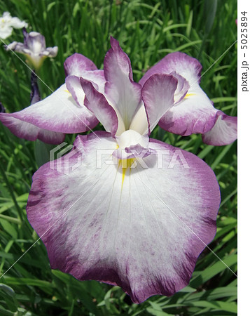 花しょうぶ 5025894