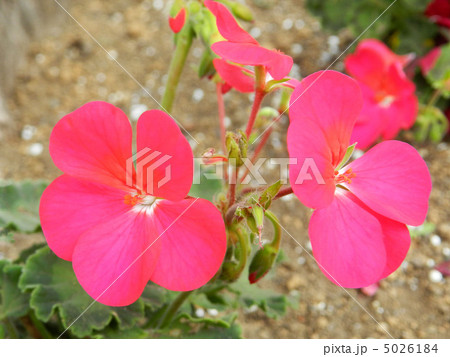 ゼラニウム 5026184