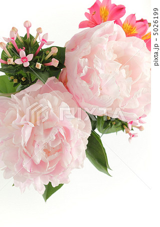 芍薬とブバルディアとアルストロメリアのアレンジ（縦　部分２） 5026199