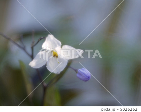 ヤマホロシ 5026262