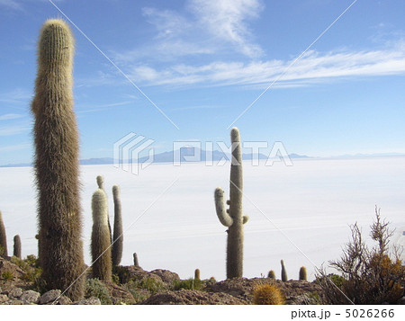 イスラ・デル・ペスカ(魚の島)からのウユニ塩湖 5026266