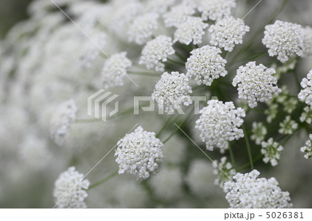 レースフラワー 5026381