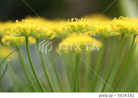 フローレンスフェンネル フローレンスフェンネル 5026382