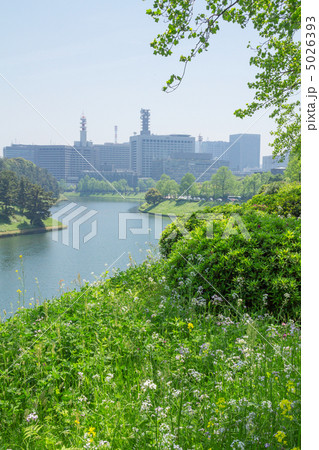 新緑の桜田壕 新緑の桜田壕 5026393