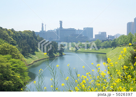 桜田壕と菜の花 桜田壕と菜の花 5026397