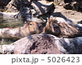 カピバラ 5026423