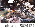 カピバラの湯 5026424