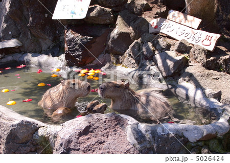 カピバラの湯 5026424