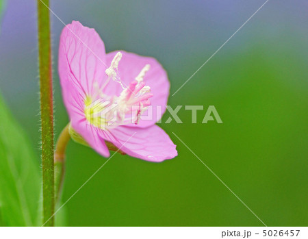 アカバナ 5026457