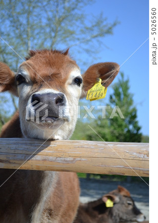 青空の下、平和そうな仔牛 青空の下、平和そうな仔牛 5026560
