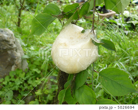 アオガエルの卵 5026694