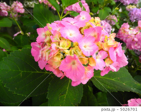 アジサイ（ピンク） 5026701