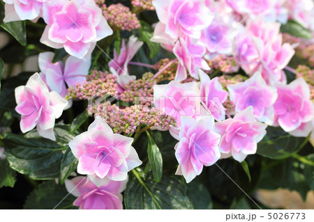 紫陽花 金平糖の写真素材