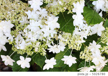 紫陽花 ウェディングドレスの写真素材