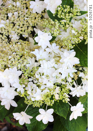 紫陽花 ウェディングドレスの写真素材