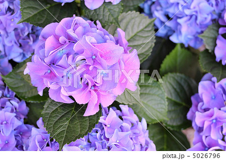 紫陽花 アーリーブルーの写真素材