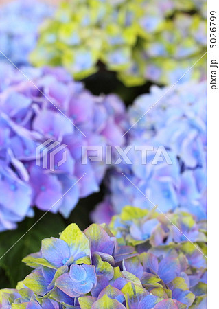 紫陽花　マジカルアメジスト 5026799