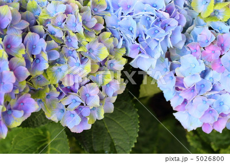 紫陽花 マジカルアメジストの写真素材