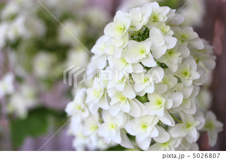 紫陽花 八重柏葉紫陽花の写真素材