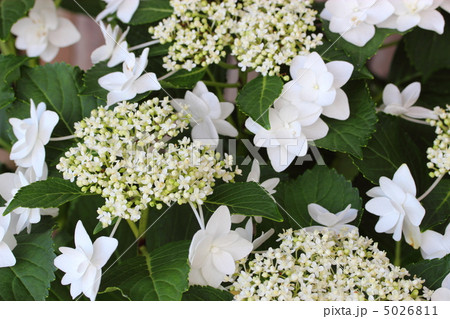 紫陽花 ホワイトエンジェル 紫陽花 ホワイトエンジェル 5026811