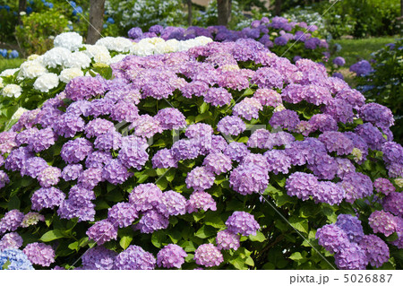 紫陽花 5026887