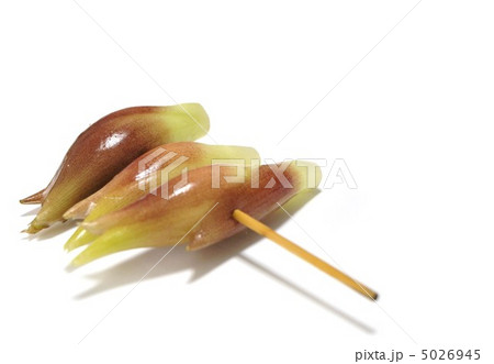 夏野菜の茗荷 5026945