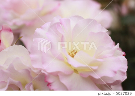 バラの花 5027029