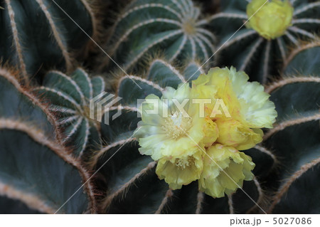 サボテンの花 5027086