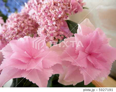 紫陽花 アジサイ 星の桜 ホシノサクラ ピンク 花言葉 辛抱強い愛情 Hydrangeaの写真素材