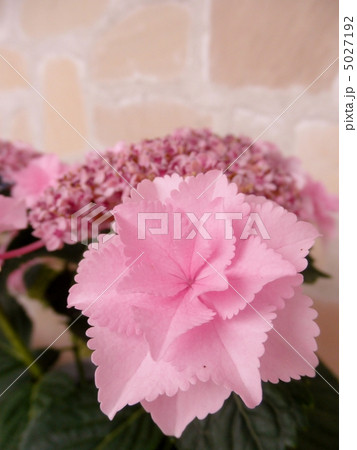 紫陽花 アジサイ 星の桜 ホシノサクラ ピンク 花言葉 辛抱強い愛情 Hydrangeaの写真素材