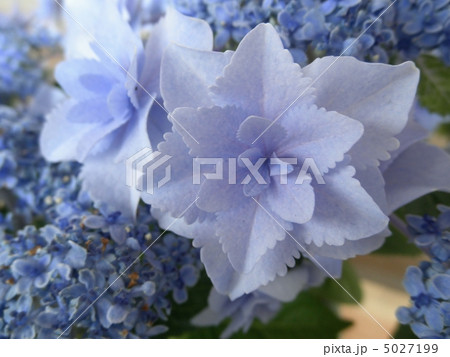 紫陽花 アジサイ 星の桜 ホシノサクラ ブルー 花言葉 辛抱強い愛情 Hydrangeaの写真素材
