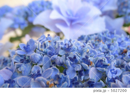 紫陽花（アジサイ）：星の桜（ホシノサクラ）ブルー 花言葉：辛抱強い愛情　Hydrangea 5027200