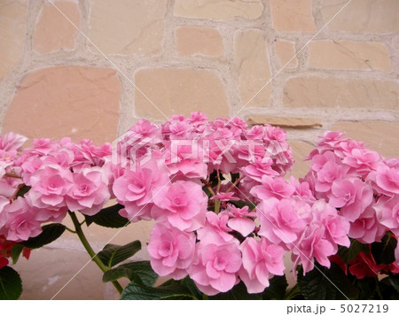 紫陽花（アジサイ）：シティーライン 花言葉：強い愛情　Hydrangea 5027219