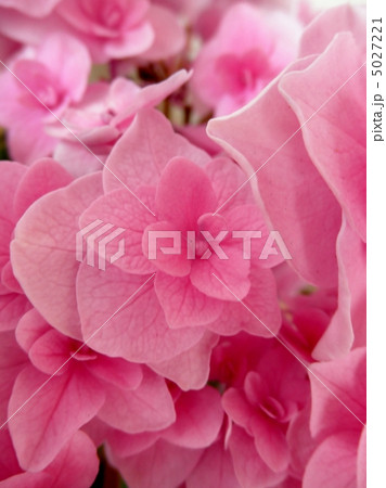 紫陽花（アジサイ）：シティーライン 花言葉：強い愛情　Hydrangea 5027221