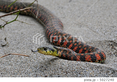 ヤマカガシ 5027240